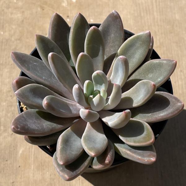 portobellomarket_ta1097