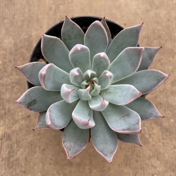 portobellomarket_ta1104