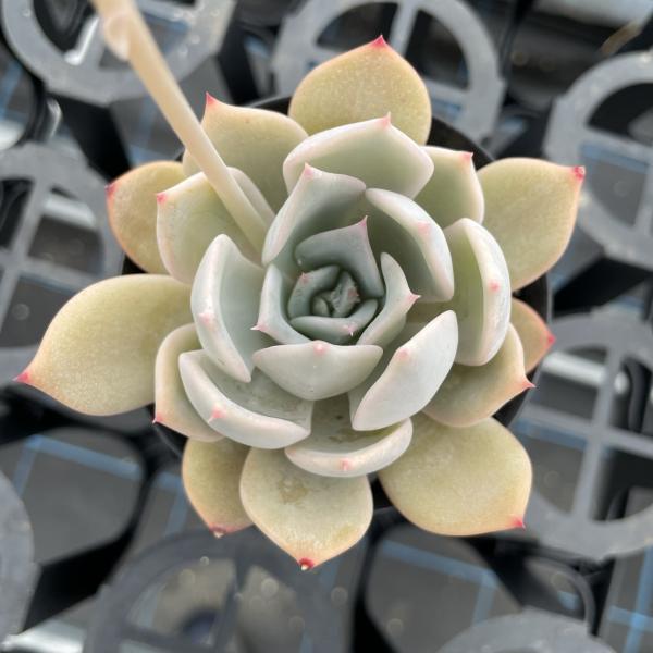 portobellomarket_ta1106