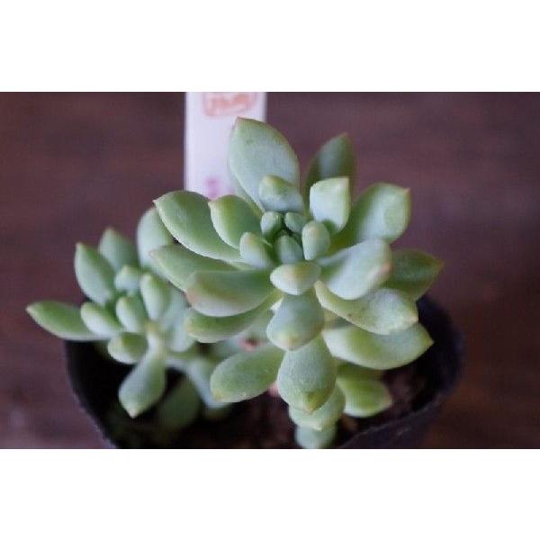 多肉植物 セダム スノージェイド Buyee Buyee Japanese Proxy Service Buy From Japan Bot Online