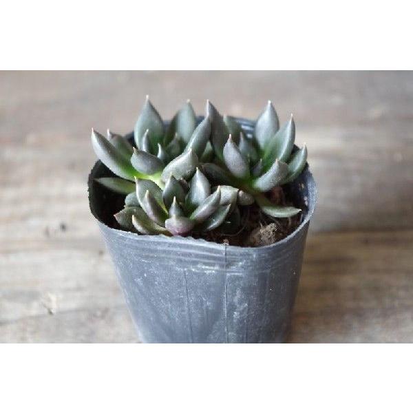 多肉植物 エケベリア 黒助 ブラックプリンス Buyee Buyee Japanese Proxy Service Buy From Japan Bot Online