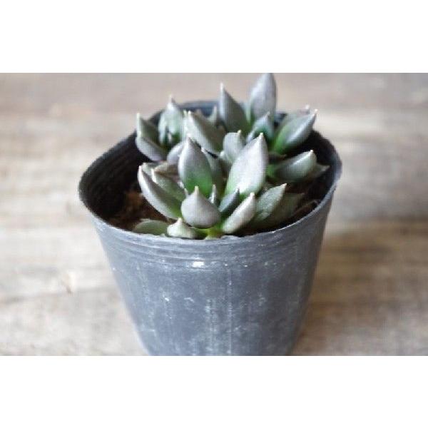 多肉植物 エケベリア 黒助 ブラックプリンス Buyee Buyee Japanese Proxy Service Buy From Japan Bot Online