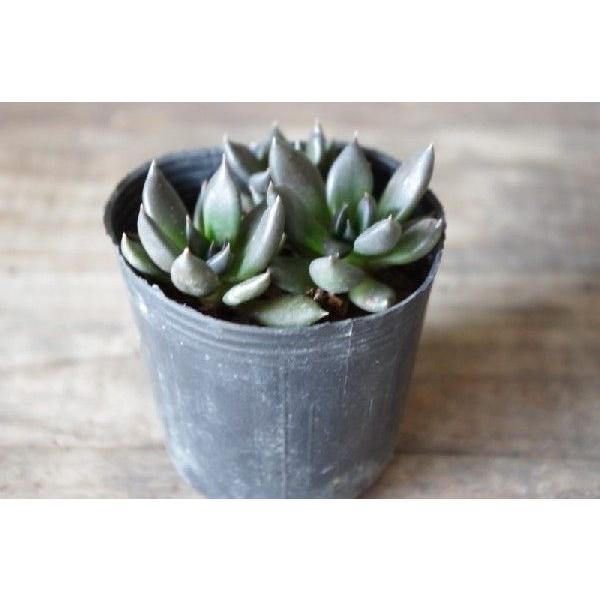 多肉植物 エケベリア 黒助 ブラックプリンス Buyee Buyee Japanese Proxy Service Buy From Japan Bot Online