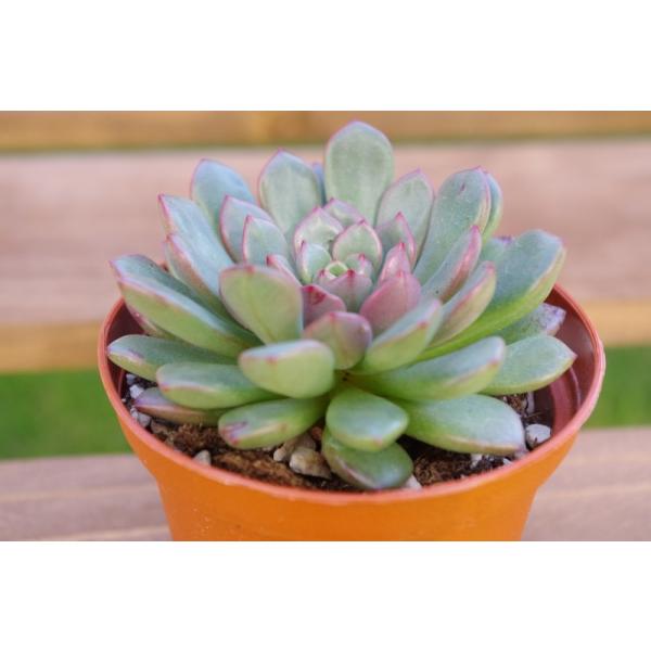 多肉植物 大きめ苗 クラプトベリア バッシュフル ピンクルルビー Buyee Buyee 提供一站式最全面最专业现地yahoo Japan拍卖代bid代拍代购服务 Bot Online