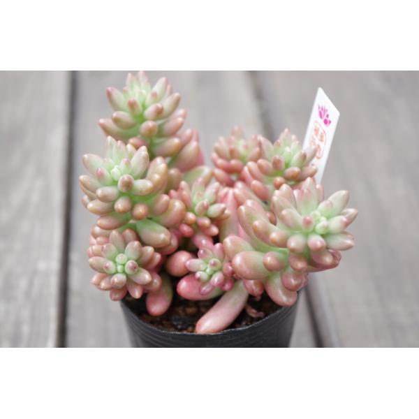 多肉植物 セダム 大盛りオーロラ Buyee Buyee Japanese Proxy Service Buy From Japan Bot Online