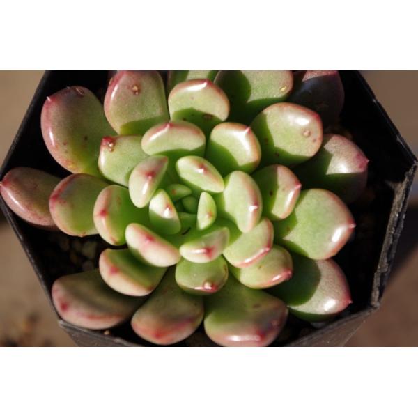 多肉植物 エケベリア ピンクルルビー Buyee Buyee Japanese Proxy Service Buy From Japan Bot Online