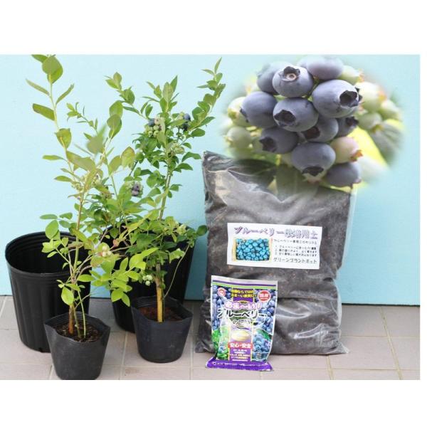 ブルーベリー苗木栽培６点セット