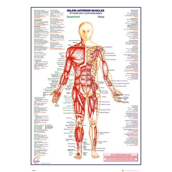 人体筋肉図 ポスター 英語表記 Human Body Major Anterior Muscles Gn0849 ポスタービンヤフー店 通販 Yahoo ショッピング