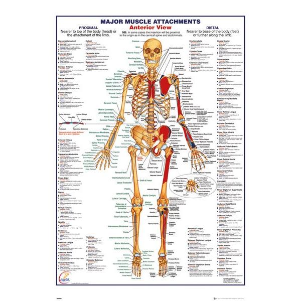 人体骨格図 ポスター 英語表記 Human Body Major Muscle Attachments Anterior Gn0850 ポスタービンヤフー店 通販 Yahoo ショッピング