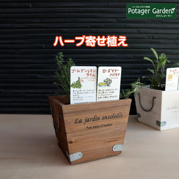 ハーブ 寄せ植え La Jardin 茶 苗 2個 鉢植え 木製プランター ハーブティー ハーブガーデン 観葉植物 送料無料 花苗 苗木 家庭菜園 Kit Wd 11r ハーブ苗のポタジェガーデン 通販 Yahoo ショッピング