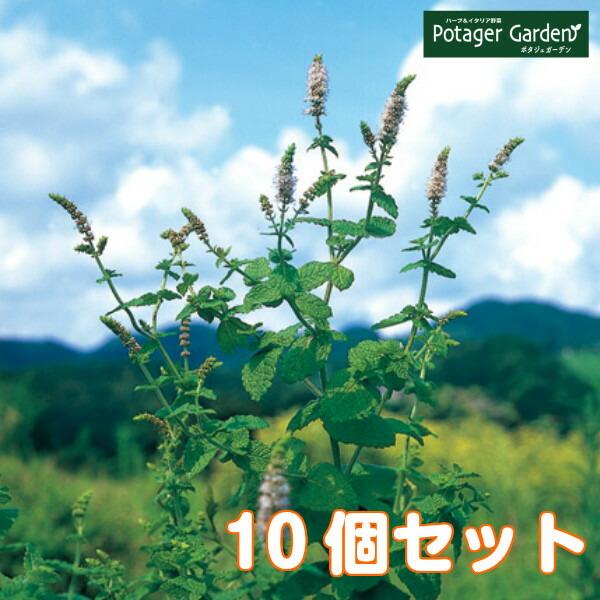 ハーブ 苗 セット アップルミント10個 種類 栽培 ハーブティー ハーブガーデン 花 ガーデニング 苗木 栽培キット 送料無料 Mint Apple10 ハーブ苗のポタジェガーデン 通販 Yahoo ショッピング