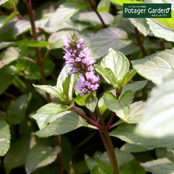 ハーブ 苗 キャンディミント 種類 栽培 ハーブティー ハーブガーデン ミントオイル 育て方 苗木 果樹 栽培キット 栽培セット Mint Candy ハーブ苗のポタジェガーデン 通販 Yahoo ショッピング