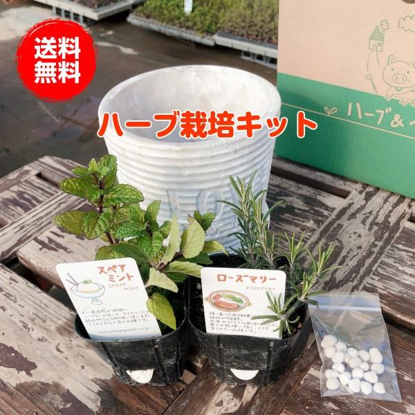 ハーブ 栽培キット 種類 栽培 苗 画像 種 寄せ植え 初心者 花 マスク ハーブティー ハーブガーデン 送料無料 ローマンテラコッタ 皿付 Set 6752641sai ハーブ苗のポタジェガーデン 通販 Yahoo ショッピング