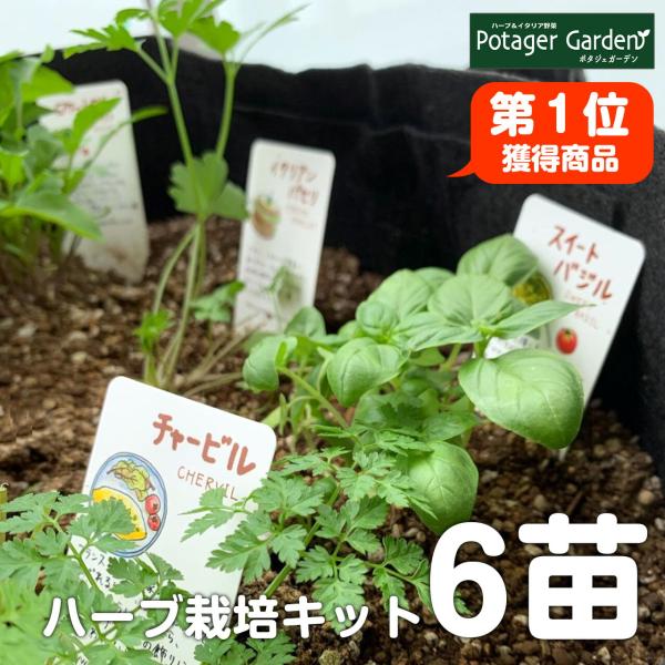 ハーブ 寄せ植えができるハーブ 栽培キットです。ハーブ苗 6個、プランター、土、肥料のハーブ 苗 セットを送料無料でお届けします。ハーブガーデン、ハーブティー、ハーブ料理、ガーデニングを趣味として、観葉植物として、ハーブ専門店 苗をお楽しみ...