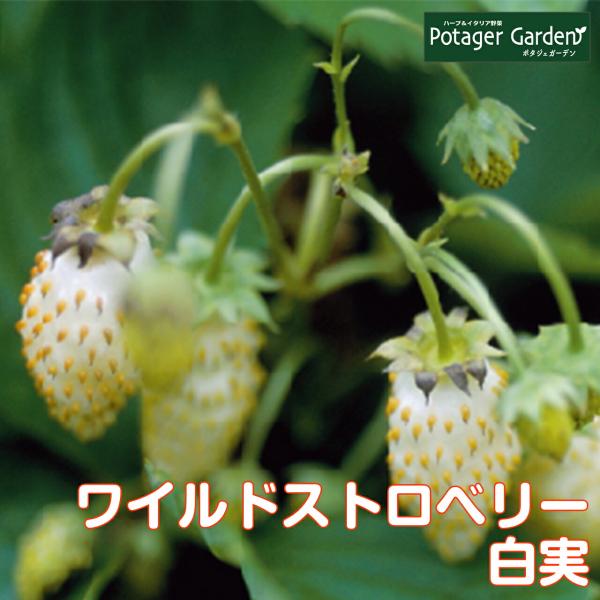 potager_wildst-white