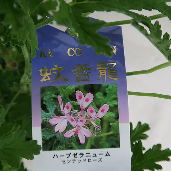 蚊香龍 カコロン カコウロン ハーブゼラニューム 蚊よけ ローズゼラニューム 5号鉢 在庫2鉢 Buyee Buyee Japanese Proxy Service Buy From Japan Bot Online