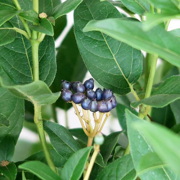 ガマズミビブルナム ビバーナム ティヌス 8号鉢 常緑樹 花も実も楽しめる庭木 苗木 現品1鉢の特価 Buyee Servis Zakupok Tretim Licom Buyee Pokupajte V Yaponii