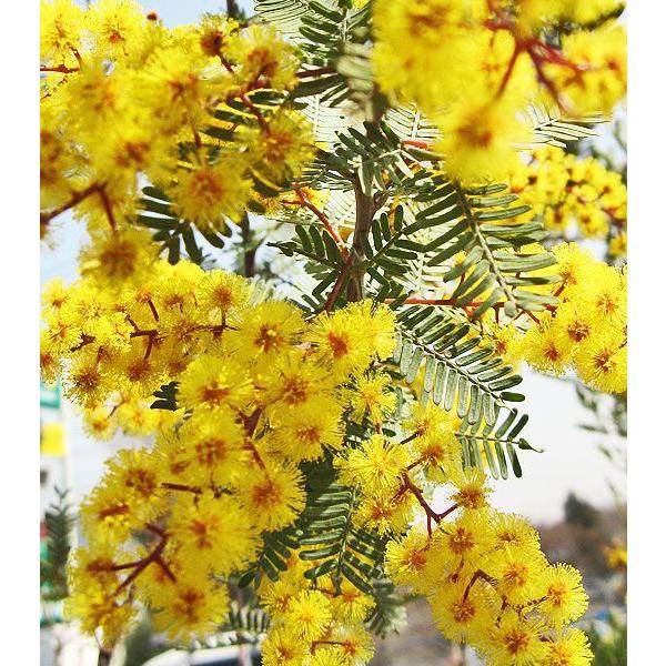 新芽がパープル色で美しい ギガランキングｊｐ