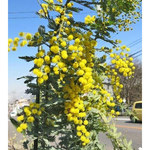 ミモザ アカシア 銀葉アカシア ミモザ 苗木 ギガランキングｊｐ
