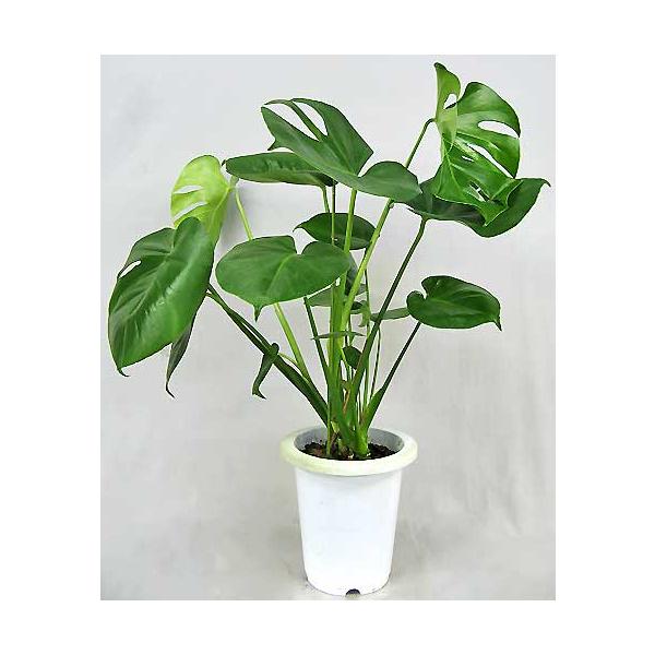 観葉植物 モンステラ アダンソニー 6号鉢のレビュー クチコミとして参考になる投稿1枚 Roomclip Item