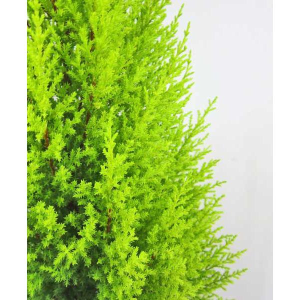 ゴールドクレスト ウィルマ 8号鉢 コニファー 針葉樹 苗木 植木 常緑樹 在庫1鉢 Buyee Buyee 提供一站式最全面最专业现地yahoo Japan拍卖代bid代拍代购服务 Bot Online