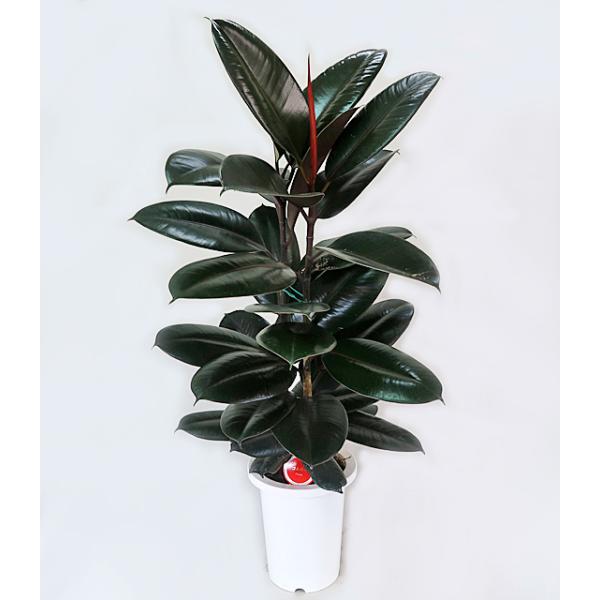 観葉植物 フィカス バーガンディ クロゴム 黒ゴム 7号鉢 ゴムの木 Buyee Buyee Japanese Proxy Service Buy From Japan Bot Online
