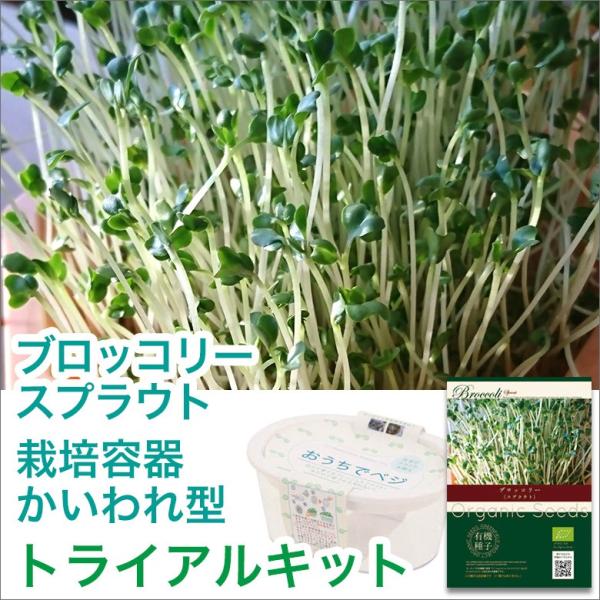 ブロッコリースプラウト 種 栽培セット 栽培キット 種子 ブロッコリー スプラウト Buyee Buyee Jasa Perwakilan Pembelian Barang Online Di Jepang