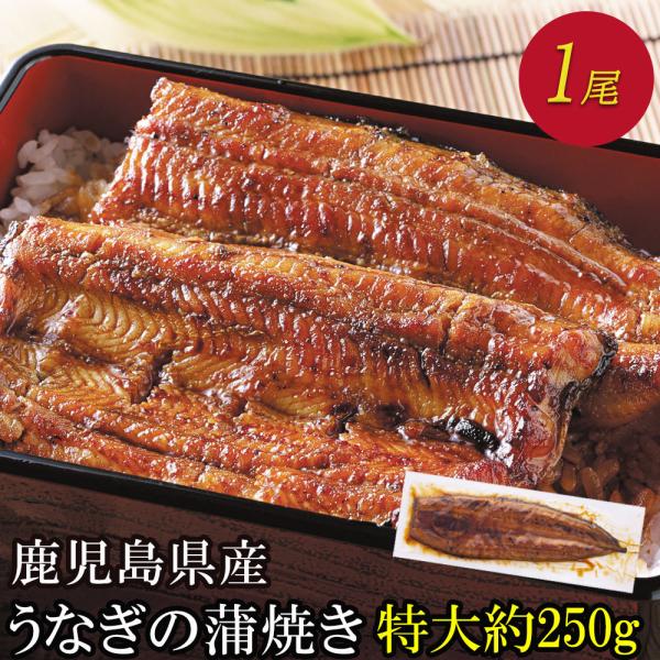 うなぎ 超特大 国産 蒲焼き 鰻 開き お取り寄せ お中元 暑中見舞い ギフト グルメ 夏ギフト 食べ物 プレゼント 美味しい タレ 鹿児島 お得 250g 1尾