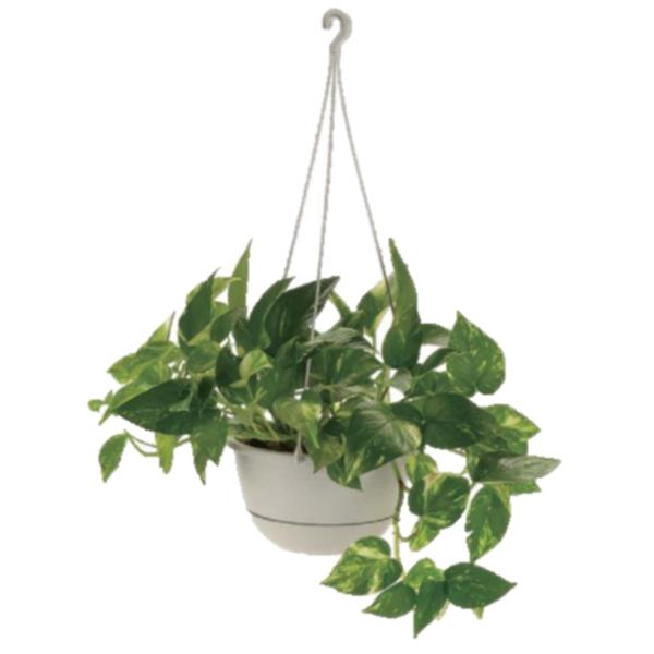 b`F  nMO{[XgCvU O[  4945680701303  |pi K[fjOpi Aؔ v^[ ݔ