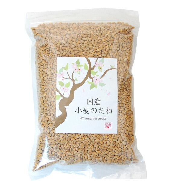 緑を育てる楽しみが、食を育てる楽しみに。国産小麦のたね小麦若葉を育てませんか?国内で有機栽培された小麦から種をとり、栽培用の種子にしました。欧米では「グリーンショット」として根強い人気の小麦若葉ジュースは、緑色の見た目にはんしてとっても甘く...