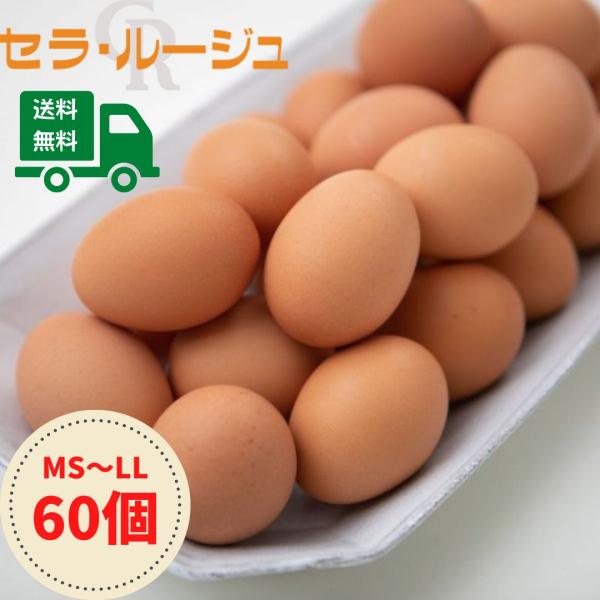 ■□■━━━━━━━━━━━━━━━━━━こちらの商品は養鶏場からの直送ですご注文をいただいた後メーカーに取り次ぎますお届けには４日程度お時間を頂きますご了承お願いいたします━━━━━━━━━━━━━━━━━━■□■濃厚・栄養満点・美味しい...