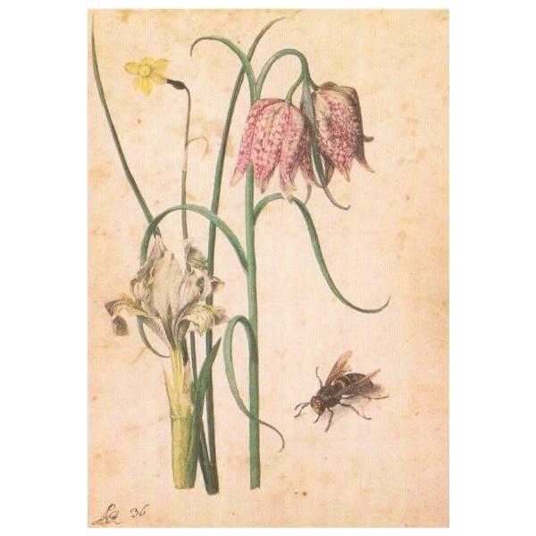 ポストカード 「植物画」 (ボタニカル・アート) VD5050 : 輸入ポスト