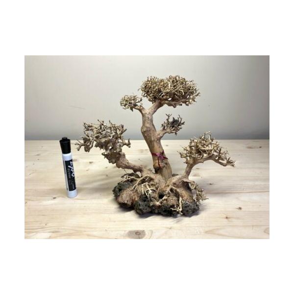 アクアリウム デコレーション ボンサイ 盆栽 流木 オブジェ Extra Large Bonsai Driftwood Tree On Rock Aquarium Aquascape Plant Fish Tank Rcs Dejapan 手数料０円で日本の商品を購買代行 落札代行