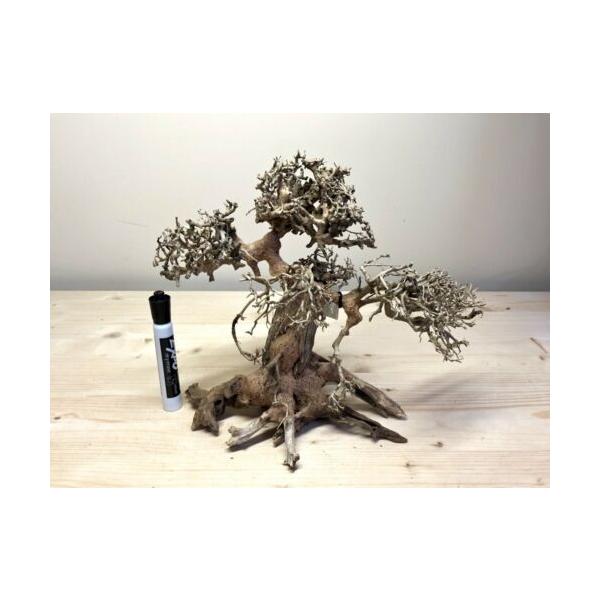 最適な材料 アクアリウム デコレーション ボンサイ 盆栽 流木 オブジェ Large Bonsai Driftwood Tree For Aquarium Aquascape Plant Fish Shrimp Tank K Import Store Naia 通販 Yahoo ショッピング Www Lfm It