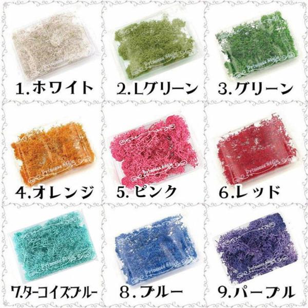 セール　琉球*プリザモス　フィンランドモス　ハーバリウム　レジン　0720-G モス フィンランド製 レインディアモス 1kg カラーモス グリーン