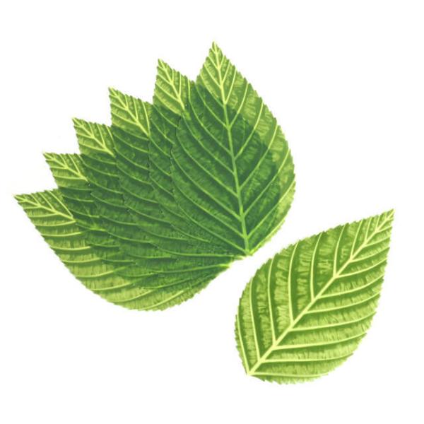 桜の葉をかたどった人工葉です。桜の葉の香りを移したくない和菓子や、和菓子に少し緑を添えたい時にご使用下さい。