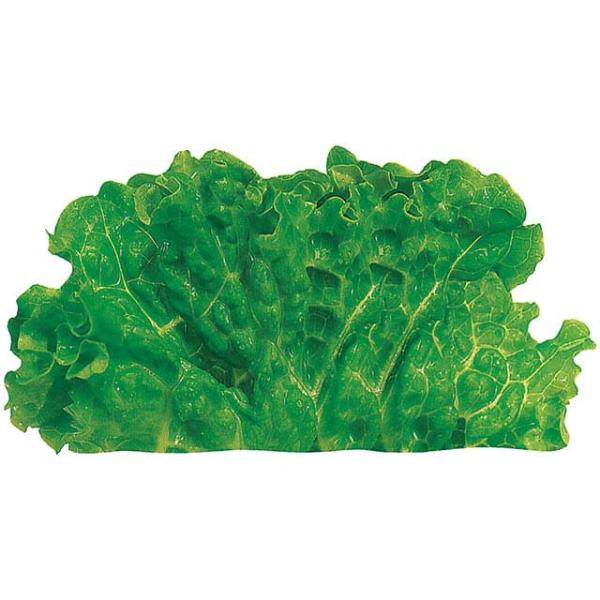 お弁当に彩りを添え、食材を引き立たせるデザインで食欲と購買意欲を高めます。変色の心配が無く、生葉よりも安全でコストダウン。グルメシート全商品に環境対応のバイオマスインキを使用。サイズ：約115φ洗浄・水切り・もぎりの下準備が不要。熱・油・タ...