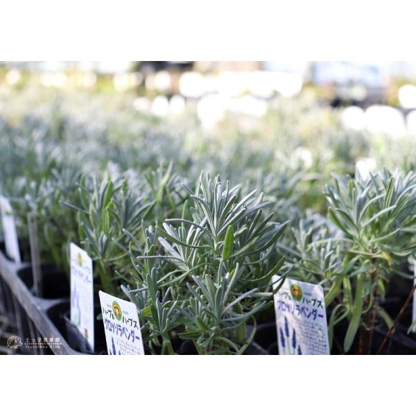 ラベンダー グロッソ 9cmポット苗 2個組 シルバーリーフ Buyee 日本代购平台 产品购物网站大全 Buyee一站式代购 Bot Online