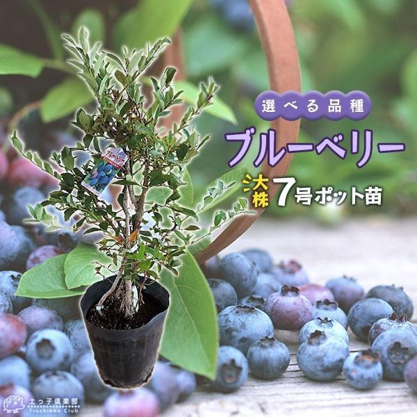 ブルーベリー ( 5年生 ) 7号ポット苗木 大苗 【 選べる品種 ブルーベリー ( 5年生 ) 7号ポット苗木 大苗 【 選べる品種