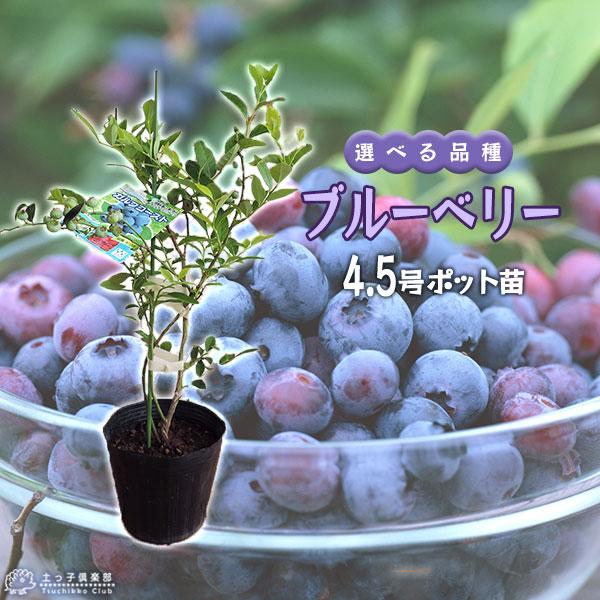 ブルーベリー 苗木 ( 3年生 ) 4.5号ポット苗 【 選べる品種 ブルーベリー 苗木 ( 3年生 ) 4.5号ポット苗 【 選べる品種
