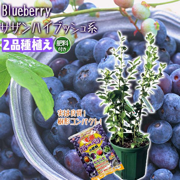 ブルーベリー 『 サザンハイブッシュ系 2品種植え 』 8号 ブルーベリー 『 サザンハイブッシュ系 2品種植え 』 8号