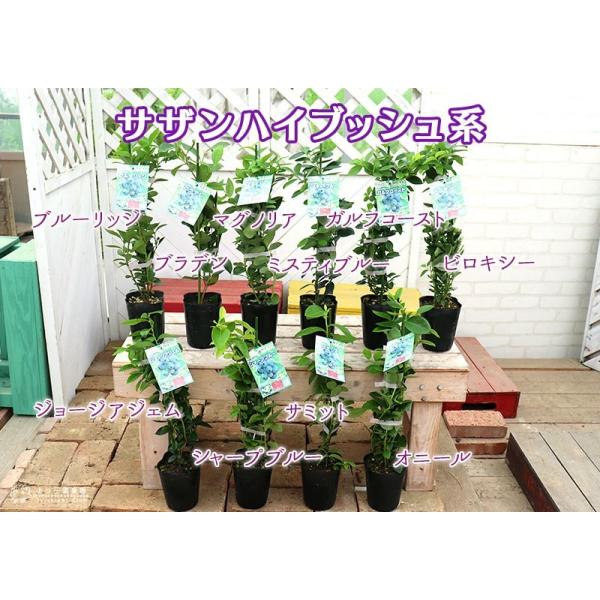 ブルーベリー サザンハイブッシュ系 2年生 3 5号ポット苗 選べる品種 Buyee Buyee Japanese Proxy Service Buy From Japan Bot Online