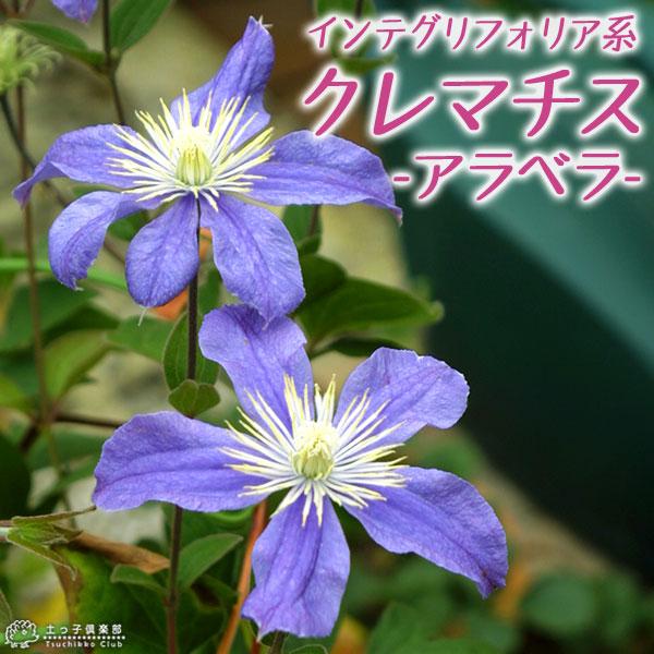 クレマチス アラベラ インテグリフォリア系 9cmポット苗 Buyee Buyee Japanischer Proxy Service Kaufen Sie Aus Japan
