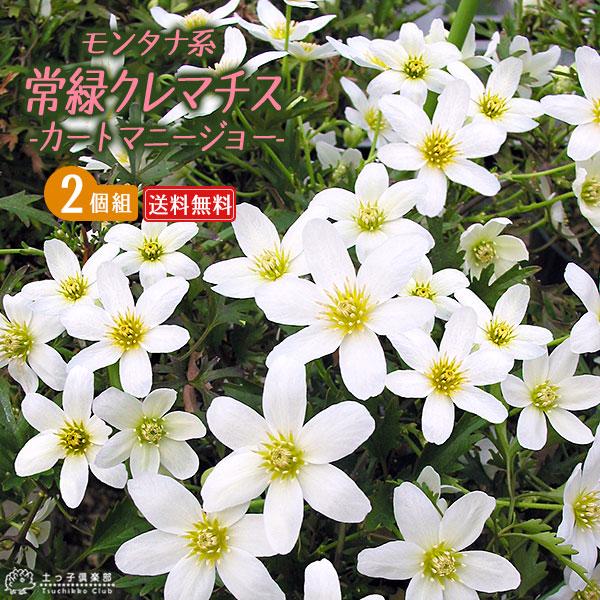 常緑クレマチス カートマニージョー 2個セット 送料無料 オセアニア系 フォステリー系 9cmポット苗 Cl 005 2ps 花と緑の専門店 土っ子倶楽部 通販 Yahoo ショッピング