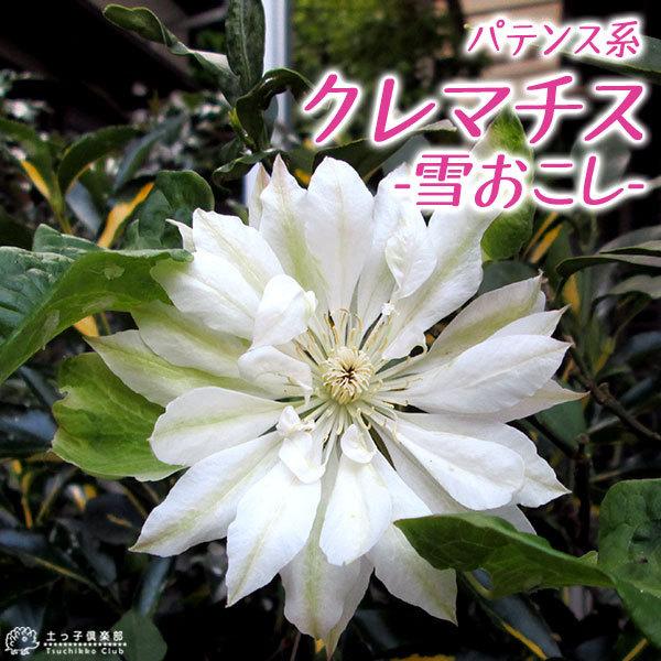 苗 クレマチス 種の人気商品・通販・価格比較 - 価格.com 苗 クレマチス 種の人気商品・通販・価格比較 - 価格.com
