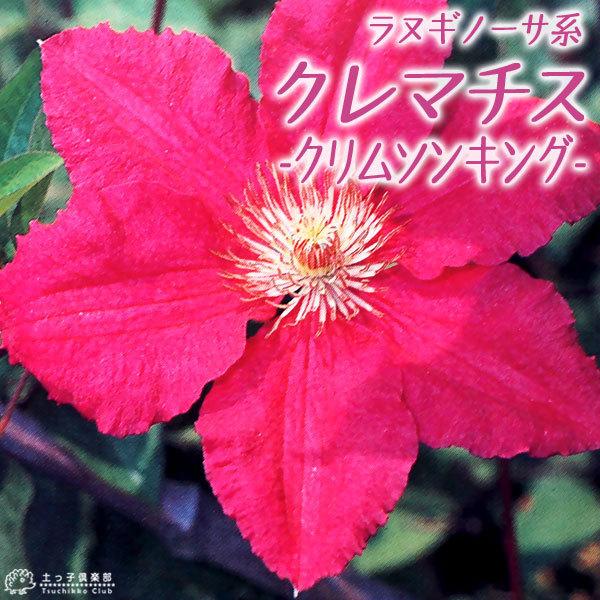 クレマチス 『 クリムソンキング 』 ラヌギノーサ系・新旧枝咲き 9cm