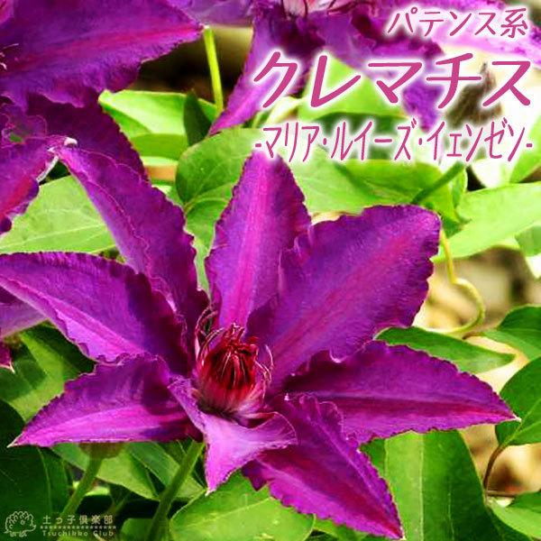 クレマチス パテンス系の人気商品 通販 価格比較 価格 Com