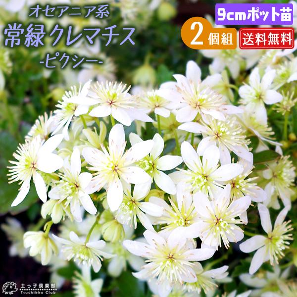 常緑クレマチス 『 ピクシー 』 オセアニア系・旧枝咲き 9cmポット苗