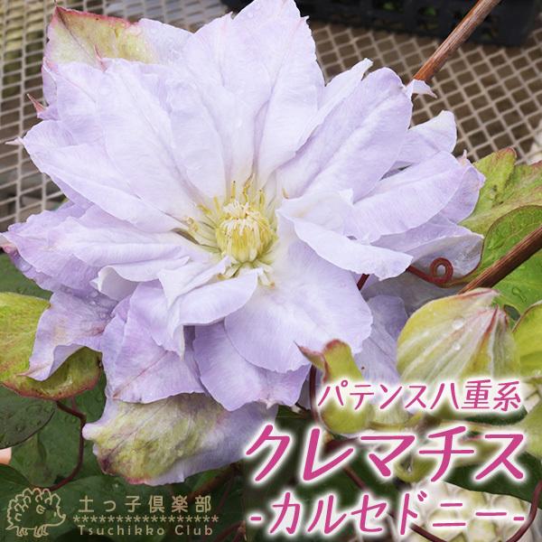 クレマチス 『 カルセドニー 』 パテンス八重系・旧枝咲き（ 早咲き