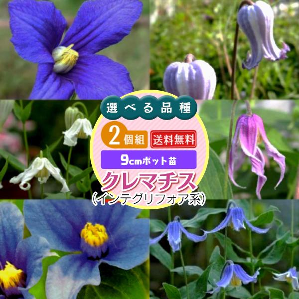 クレマチス インテグリフォリア系 (選べる品種) 2個セット クレマチス インテグリフォリア系 (選べる品種) 2個セット